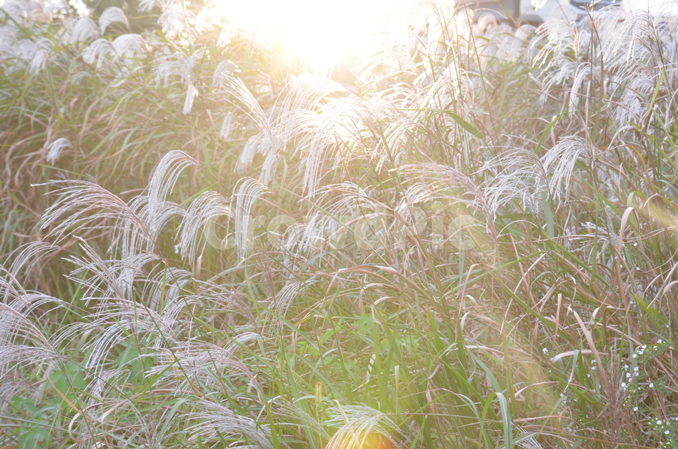 노을,억새,갈대,가을,하늘,오후,숲,산,가을,계절,fall,autumn,season,식물,자연,plants,nature,plant,grass,잔디,flare,플레어,light,빛