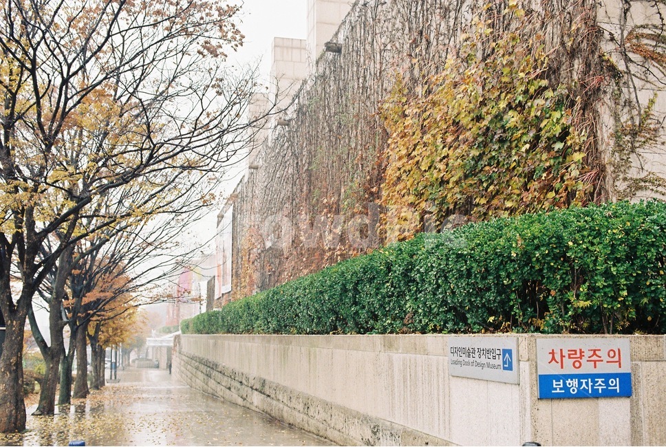 가을,비오는날,감성,낙엽,필름,비,비오는날,rain,rainy