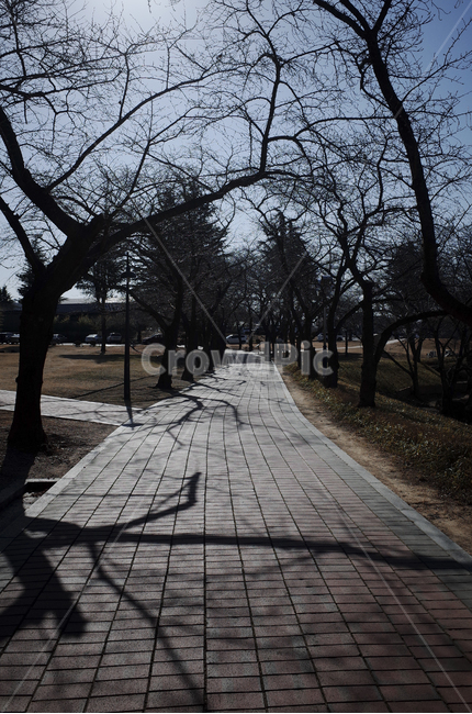 plant,식물,tree,나무,treetrunk,나무줄기,나뭇가지,walkway,보도,path,통로,sidewalk,road,길