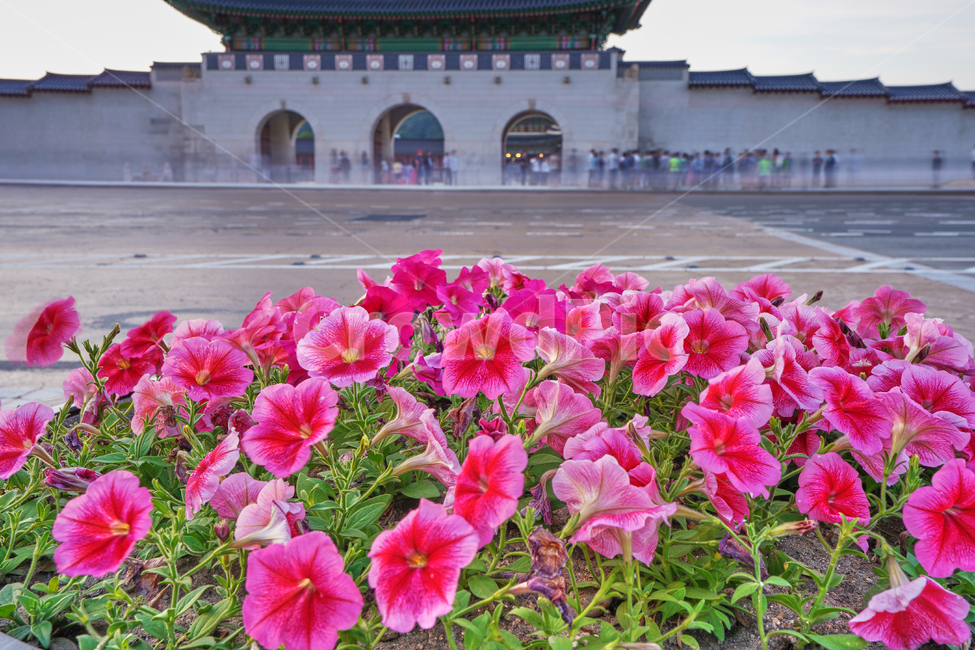 경복궁,고궁,전통,궁궐,꽃,식물,도로,자연,풍경,nature,landscape,한국전통,한국문화,korean traditional,korean culture,랜드마크,landmark,tourist attraction,한국랜드마크,한국관광지,한국명소,korea landmark,korea tourist attraction,식물,plants,꽃,flower,geranium,제라늄,blossom,plant
