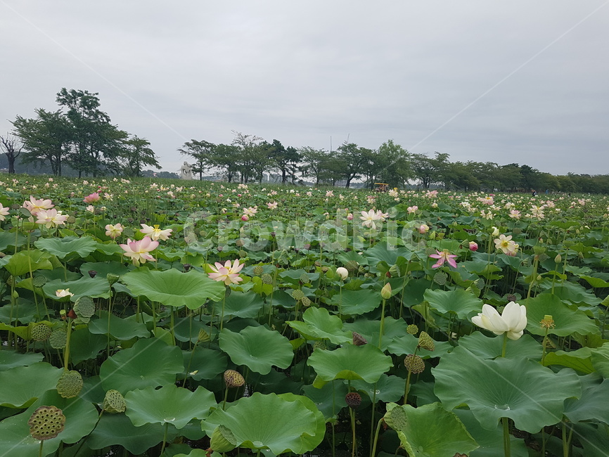 연꽃,자연,식물,호수,lotus,초록,연꽃축제,nature,flower,꽃,lake,힐링