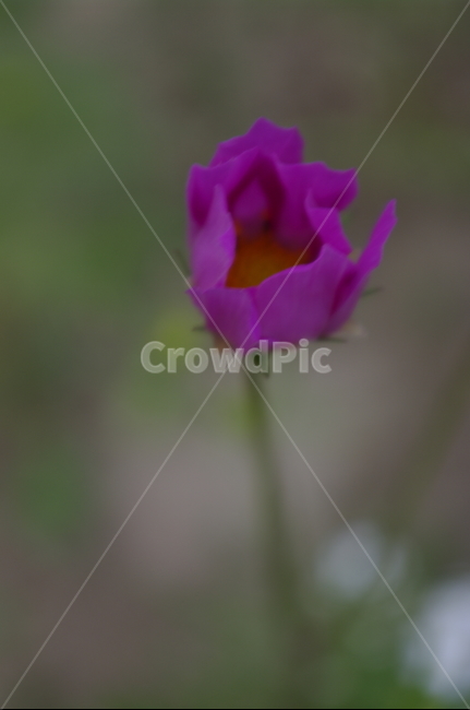 코스모스,꽃,flower,식물,plant,자연,nature