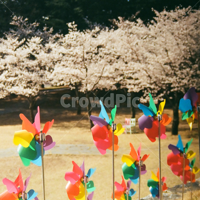 봄,벚꽃,cherryblossom,blossom,flowers,풍경,봄꽃,벚나무,계절,spring,season,식물,자연,plants,nature,꽃,꽃길,flower,나무,trees,wood,plant,감성,감성사진,빈티지,아날로그,필름,필름사진,필름카메라,film,filmcamera,sensible,feeling,공원,바람개비,색,색감,color