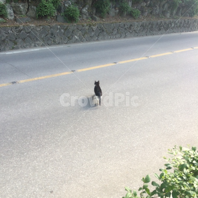 고양이,낭만고양이,귀여워,길고양이,어디가,동물,animal,포유류,mammal,고양이,cat,kitten,kitty