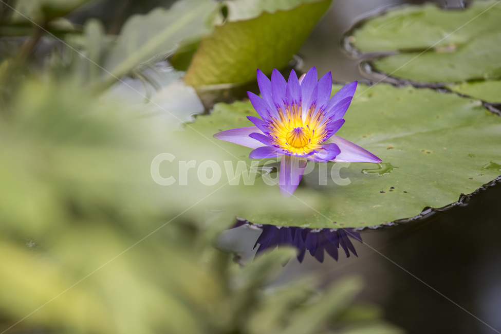 수련,연꽃,연못,식물,flower,plant,수생식물,color,자연,식물,자연,plants,nature,꽃,flower