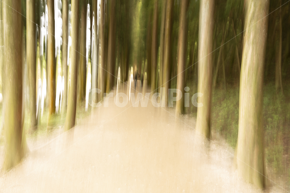 길,나무,메타세콰이아길,메타세콰이아,흔들림,보성,자연,풍경,nature,landscape,plant,식물,vegetation,초목
