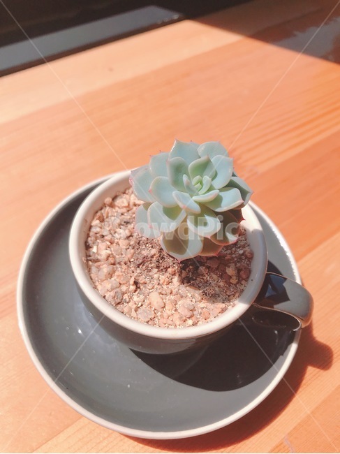 미니마,다육이,커피잔,다육식물,식물키우