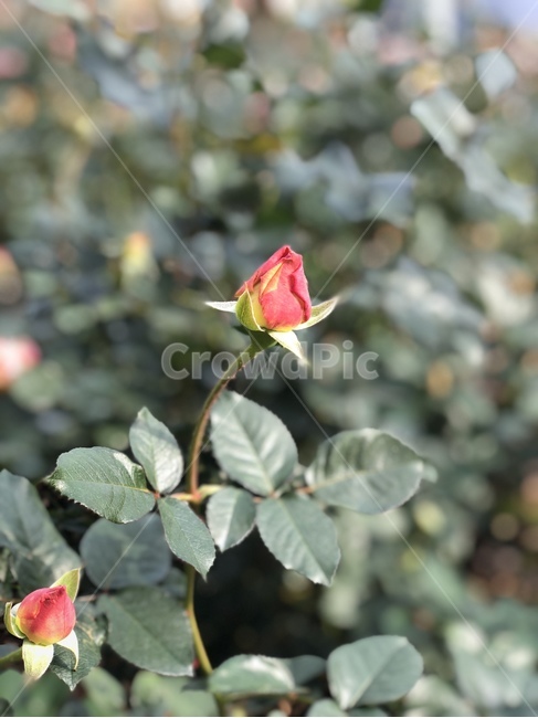 장미,꽃,식물,rose,로즈