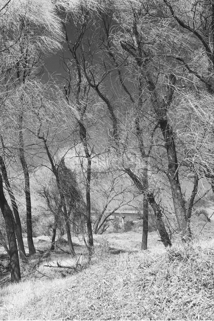 nature,자연,outdoors,옥외,tree,나무,한강고수부지,적외선,적외선카메라,적외선사진,infrared,적외선필터,흑백,흑백사진,흑백,모노톤,monochrome,black and white