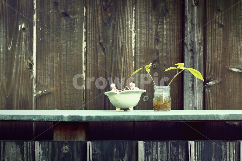 식물,배경,녹색,plant,background,감성,담,담벼락,배경화면,화분,미니화분,실내용화초,화분,화초,house plant