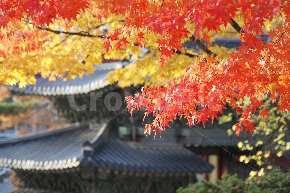 단풍사진,가을사진,단풍잎,감성사진,기와와단풍,가을,계절,fall,autumn,season,한국전통,한국문화,korean traditional,korean culture,식물,자연,plants,nature,종교,신앙,religion,belief,faith,leaf,잎,plant,tree,나무,maple,단풍