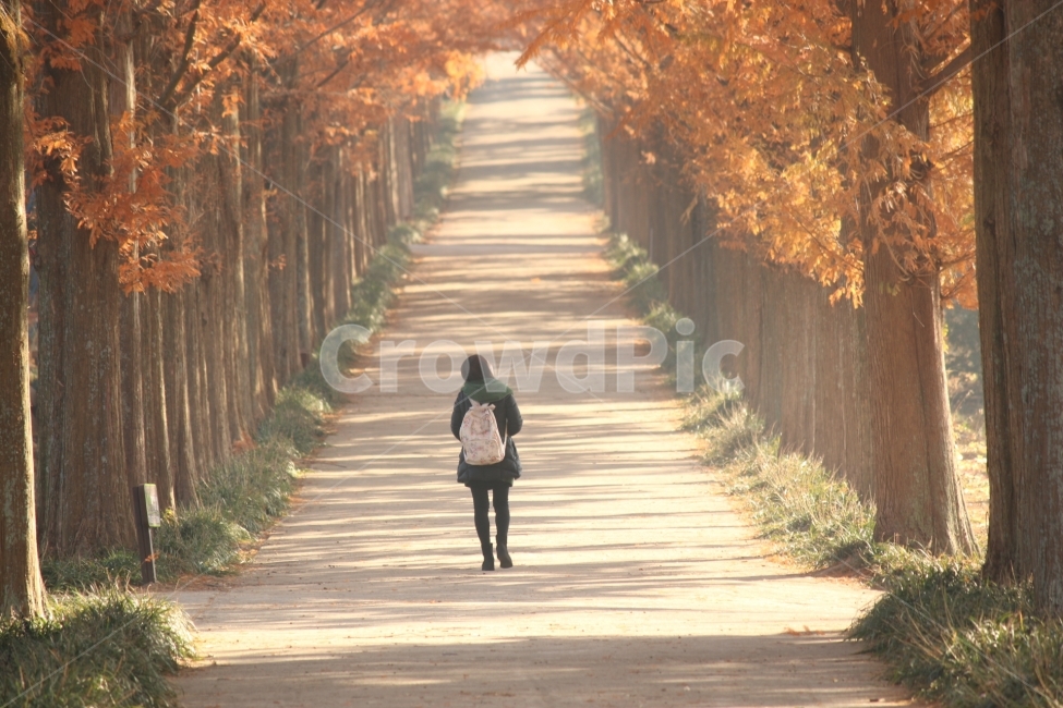 수목원,가을,휴식,여행,길,가을,계절,fall,autumn,season,자연,풍경,nature,landscape,한국자연풍경,한국자연경관,korea nature landscape,사람,인물,인간,human,person,walking,보행,pedestrian,보행자