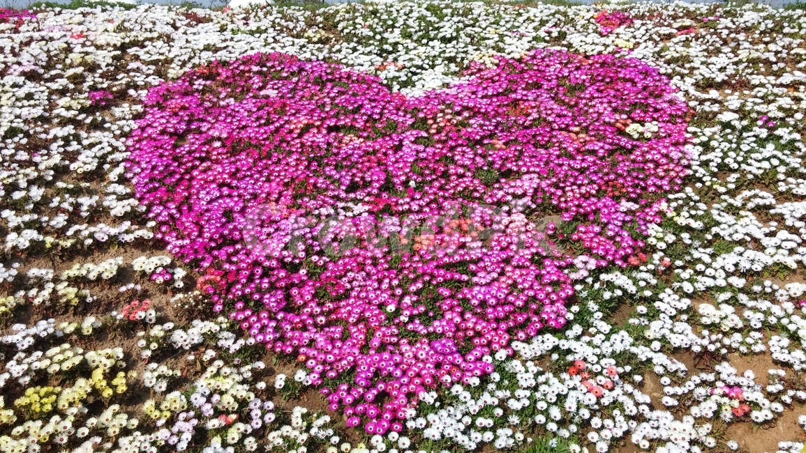purple,보라색,flower,geranium,식물,꽃,petal,꽃잎,blossom,plant,식물,자연,plants,nature,꽃,flower