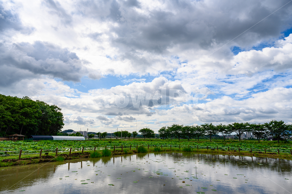 연못,연잎,연꽃공원,연꽃테마파크,관곡지,하늘,구름,초여름,자연,풍경,nature,landscape,outdoors,옥외,water,물