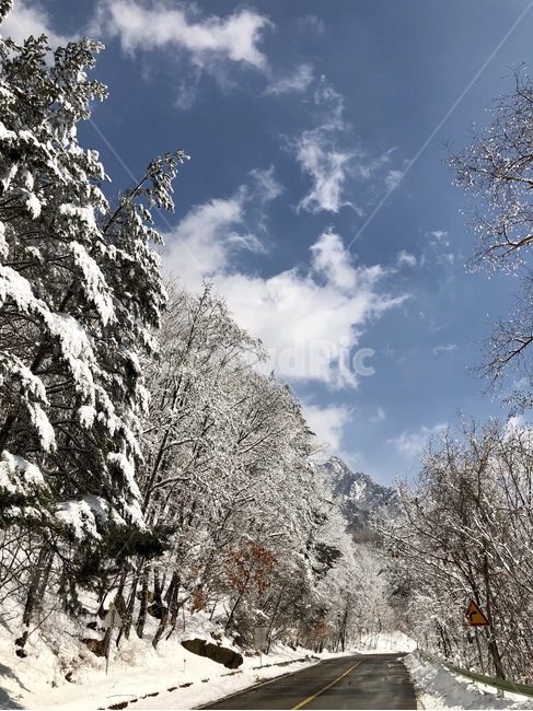 강원도,눈,도로,바람,한계령,겨울,계절,winter,season,자연,풍경,nature,landscape,한국자연풍경,한국자연경관,korea nature landscape,교통,교통수단,traffic,transportation,abies,아비,tree,나무,fir,전나무,plant,식물