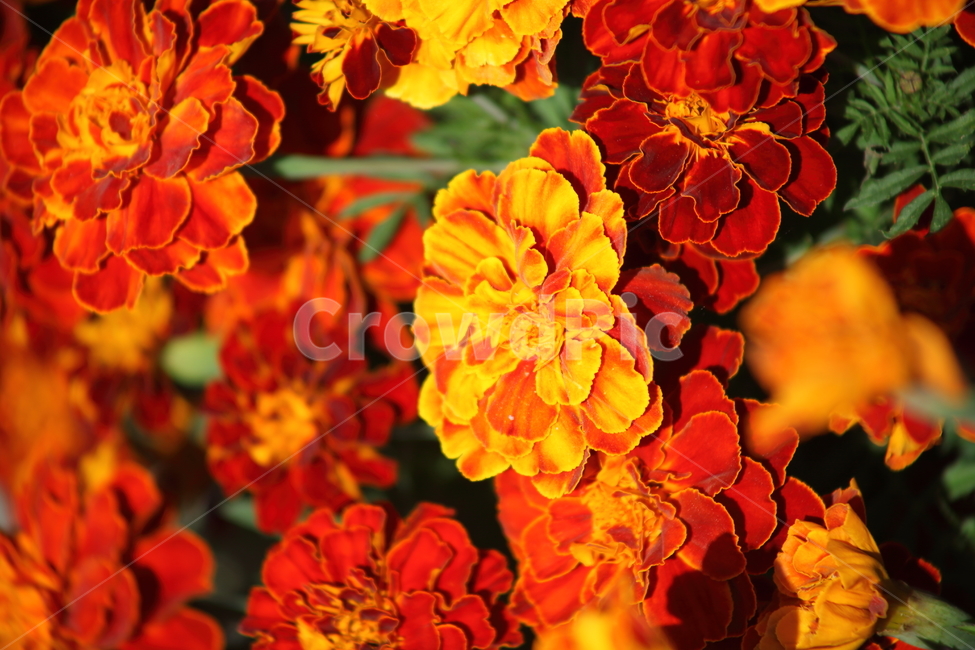 메리골드,꽃,식물,marigold,국화과,만수국,식물,자연,plants,nature,꽃,flower