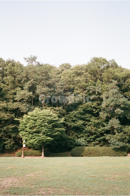 자연,풍경,공원,나무,초록,필름사진,풀,자연,풍경,nature,landscape,tree,plant,식물,fir,전나무