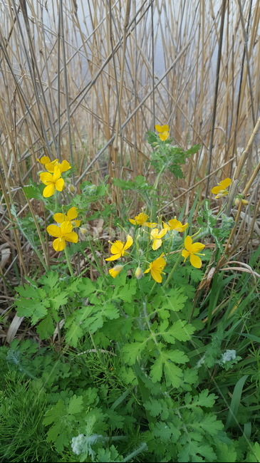태화강,애기똥풀꽃,강변,greaterceladine,chelidoniummajus,celandine,riverside,river,wildflower,들꽃
