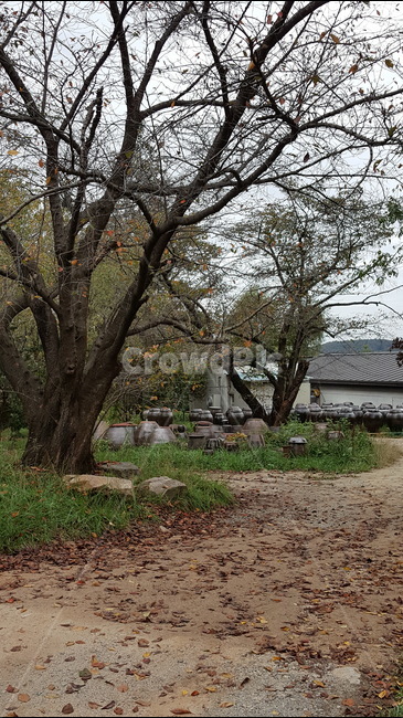 장독대,시골,벚나무,풍경,뒷마당,외가집,자연,풍경,nature,landscape,한국전통,한국문화,korean traditional,korean culture,ground,바닥,tree,나무,plant,식물,tree trunk,나무 줄기