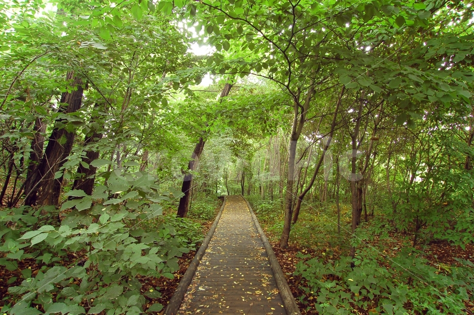 숲,길,숲길,산책,산책로,자연,나무,나뭇잎,오솔길,목책,자연,풍경,nature,landscape,식물,plants,나무,trees,wood,path,통로