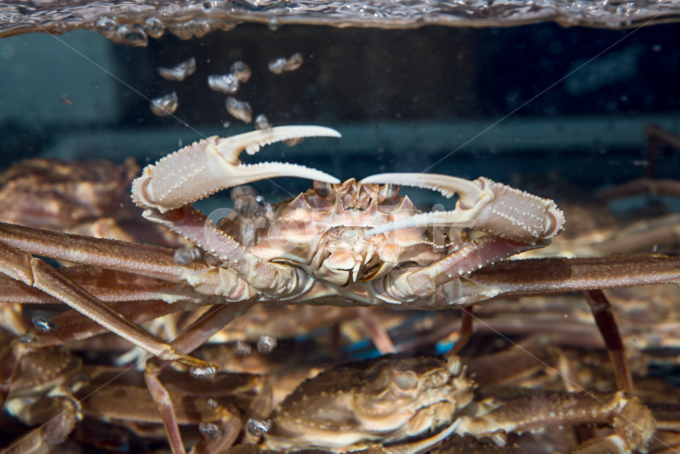 seafood,marine products,blue crab,shop,crustaceans,business,display,Snow crab,store,red crab,fish market,food,fish tank,sale,fresh,Yeongdeok,Yeongdeok snow crab,storefront,crab