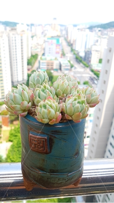 다육이,화분,식물,화초,배경,자연,꽃,식물,자연,plants,nature,실내용화초,화분,화초,house plant