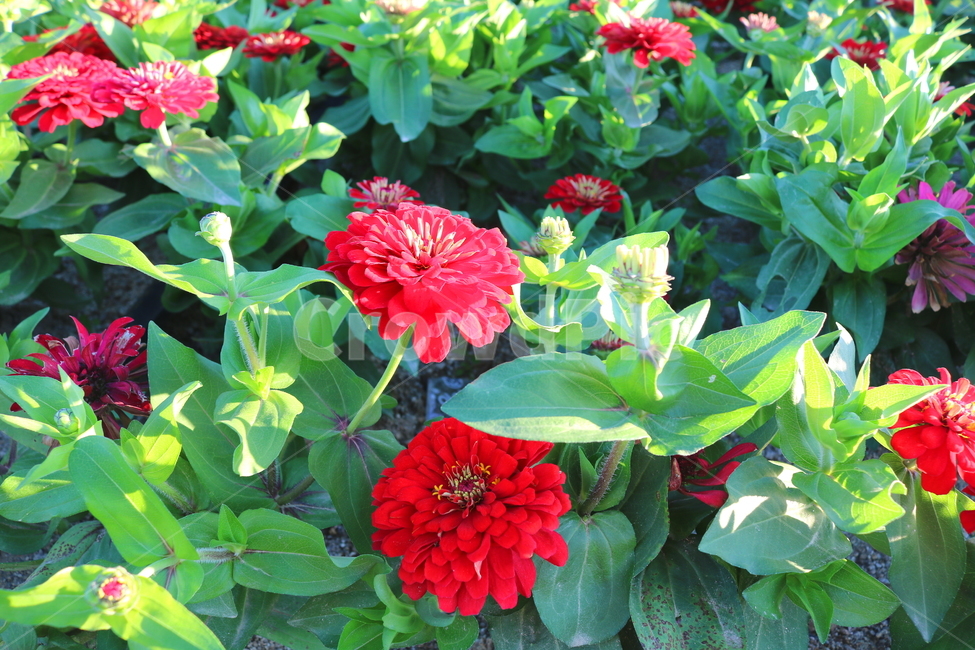 꽃,백일홍,백일홍꽃,식물,자연,국화과,붉은색꽃,식물,자연,plants,nature,꽃,flower