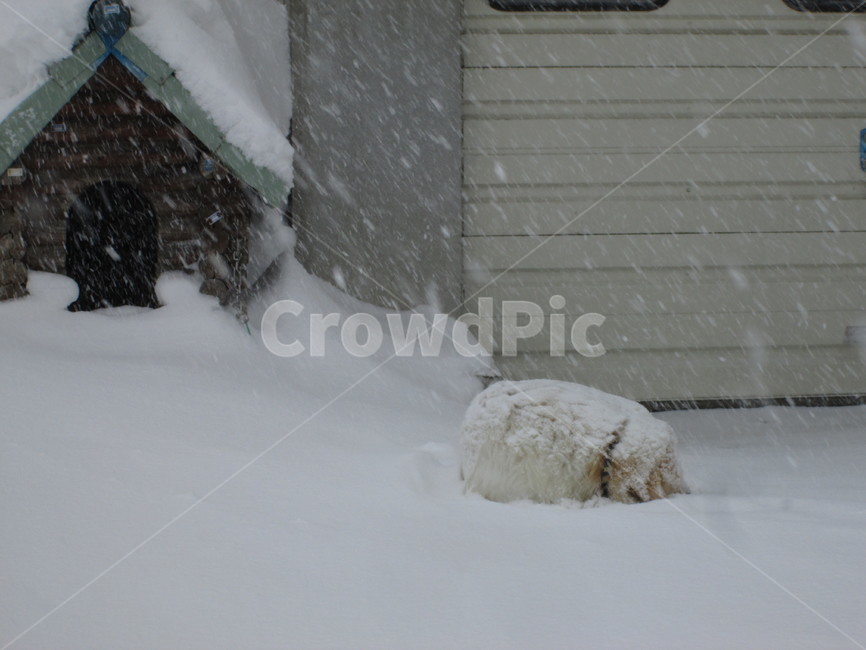 개,개집,눈내리는풍경,강아지,눈속의강아지,겨울,흰둥이,겨울,계절,winter,season