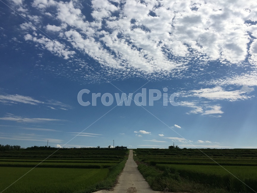 시골,길,하늘,구름,시골길,풀,자연,풍경,nature,landscape,outdoors,옥외,field,들,grassland,목초지