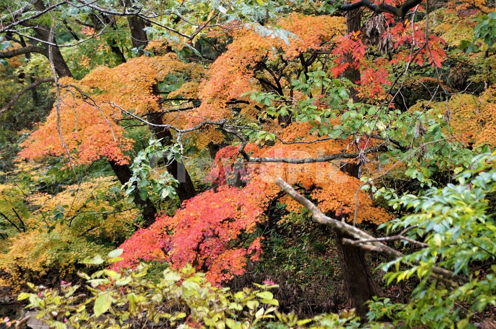 가을,단풍,나무,자연,식물,풍경,빨강색,노란색,초록색,낙엽,trees,nature,autumn,red,yellow,green,season,자연풍경,계절,감성,가을,계절,fall,autumn,season,자연,풍경,nature,landscape,tree,plant,leaf,잎,maple