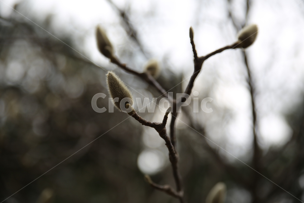 봄,눈꽃,겨울,새싹,봉오리,자연,식물,식물,자연,plants,nature
