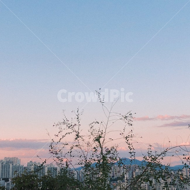 해질녘,저녁노을,노을,하늘,sunset,pinksky,핑크빛하늘,구름,자연,sky,나무,일몰,필름느낌,도시,풍경,city,landscape,한국도시풍경,한국도시경관,korea cityscape,nature