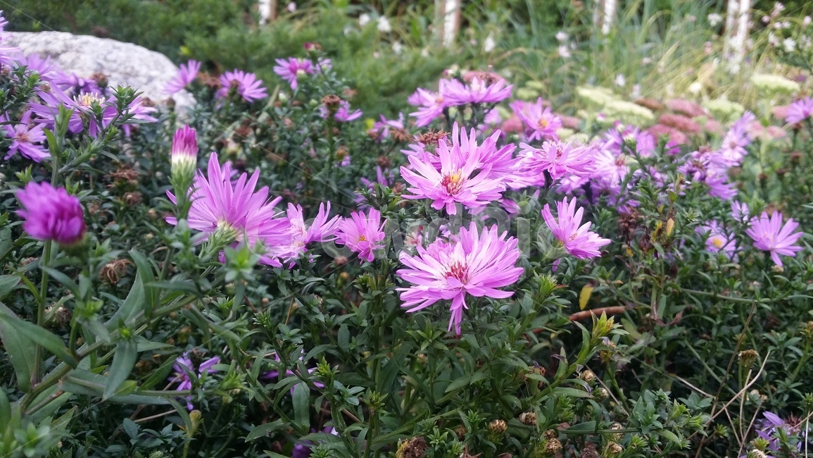 꽃,꽃밭,가을꽃,flower,autumn,fall,자연