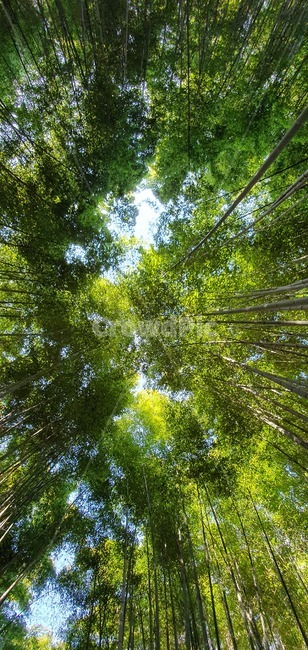대나무숲,나무,하늘,숲,식물,대나무,식물,자연,plants,nature,나무,trees,wood