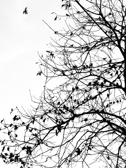 참새,나무,흑백,비상,가족,dird,tree