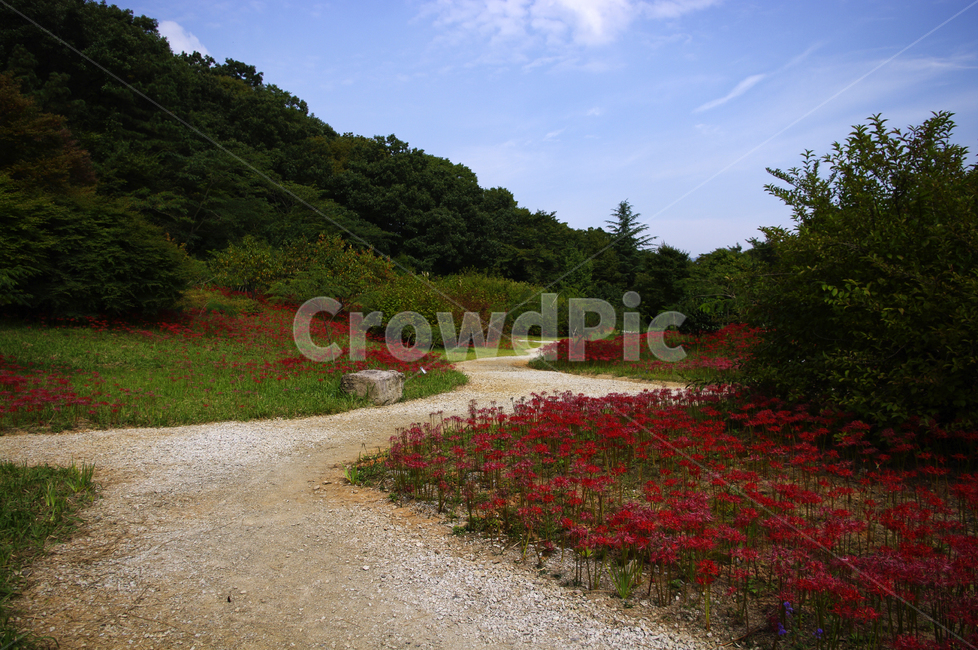 하늘,길,나무,꽃,꽃무릇,풍경,자연,풍경,nature,landscape,gravel,자갈,dirt road,흙길,road,도로
