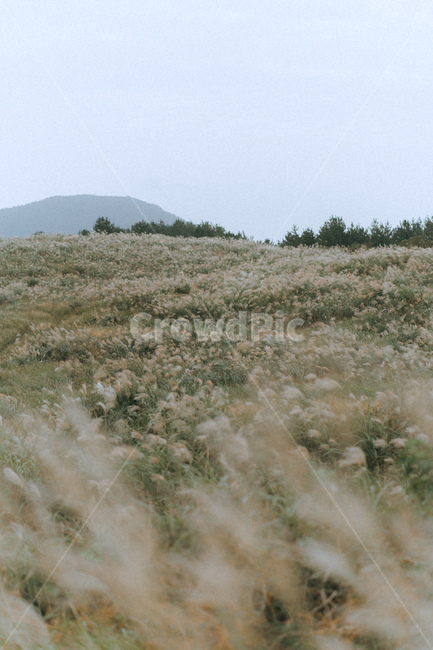 억새,억새풀,풍경,자연,nature,outdoor,옥외,landscape,경치,grassland,목초지,field,들,자연,풍경,nature,landscape,outdoors