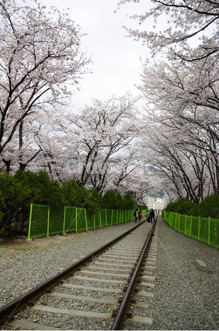 경화역,기차길,벚꽃,나무,식물,봄,진해,봄,계절,spring,season