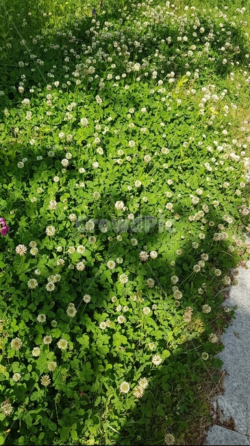 풍경,토끼풀,하얀꽃,풀,초록색,하얀색