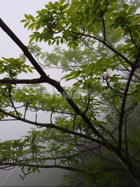 설악산,산,자연,풍경,나무,안개자욱,설악산정상,안개,설악산안개,숲,숲속안개,바위,돌