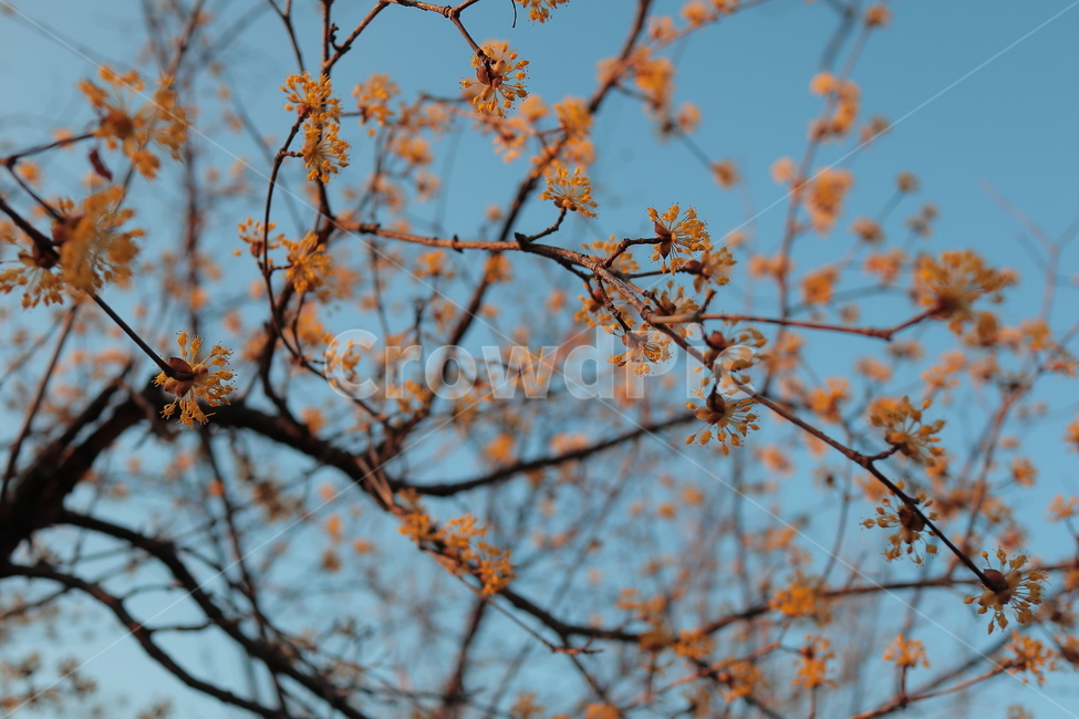 봄,배경,나무,가지,꽃,힐링,산수유