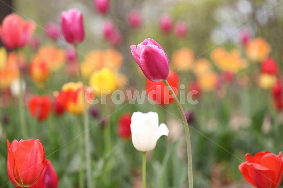 꽃,튤립,꽃밭,봄,계절,자연,색깔,tulips,flower,nature,season,spring,park,field,colors,colorful