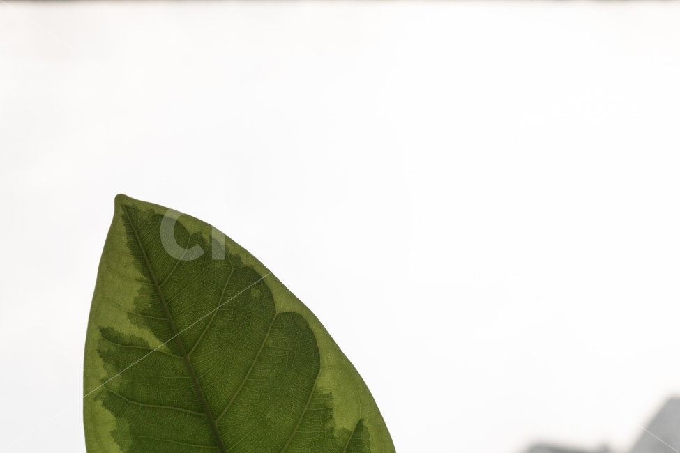 식물,나뭇잎,하늘,하얀배경,녹색,잎,이파리,식물,자연,plants,nature