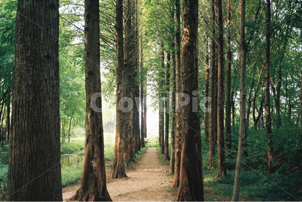 메타세콰이어,숲,나무,숲길,경주,감성사진,메타세콰이아,forest,path,trees,tree,kyongju,metasequoia