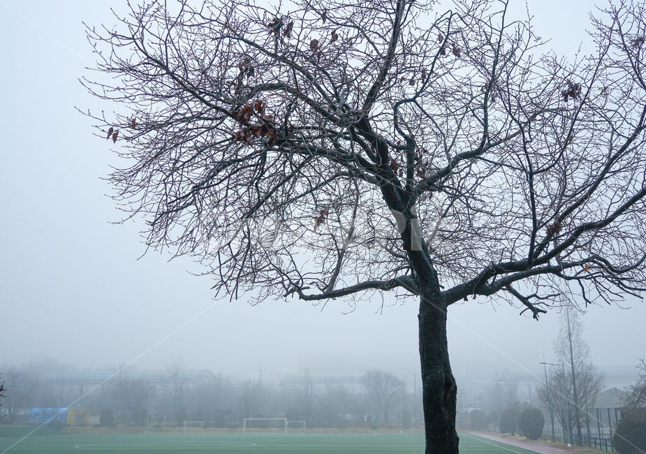 나무,겨울,식물,안개,자연,겨울,계절,winter,season,식물,자연,plants,nature,나무,trees,wood