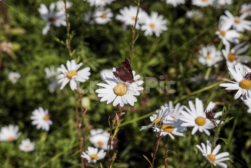 꽃,나비,여름,자연,초록색,밝음,맑음,식물,자연,plants,nature,꽃,flower,동물,animal,곤충,벌레,insect,bug