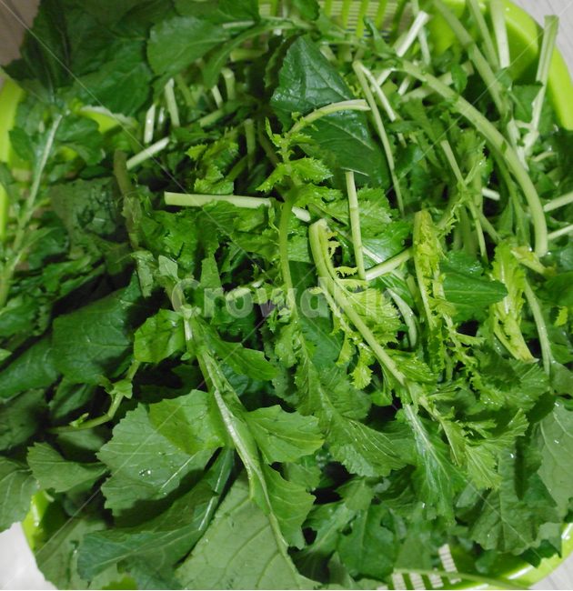 갓,채소,재료,김치,김장,한국음식,음식,식재료,요리,food,cook,meal,dishes,food reserves,채소,야채,vegetables