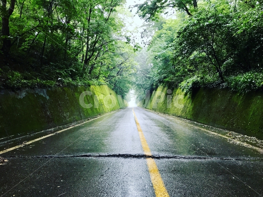 단양,여름,비,이끼,도로,자연,풍경,nature,landscape,휴식,힐링,rest,relaxation,healing,교통,교통수단,traffic,transportation,asphalt,아스팔트,road
