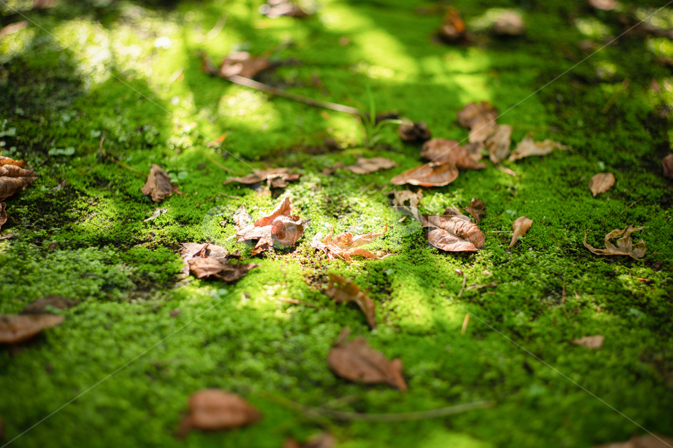 이끼,식물,빛,햇빛,moss,plant,light,sunlight,그늘,shadow,가을,계절,fall,autumn,season