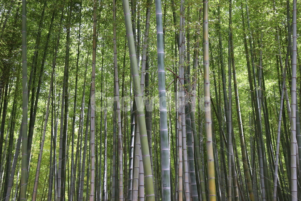 대나무,숲,자연,bamboo,풍경,나무들,tree,푸른,아홉산